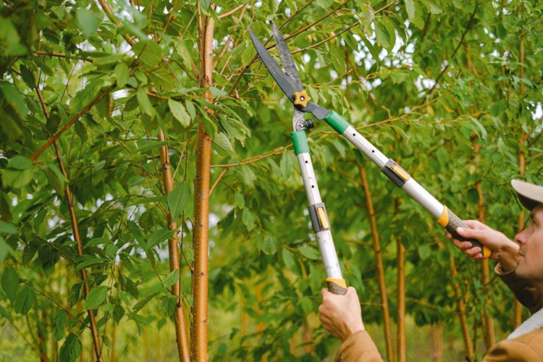5 Simple Seasonal Pruning Tips for Keeping Large Mature Trees Safe and Beautiful